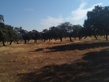 Terreno rustico in vendita a Villanueva de Córdoba