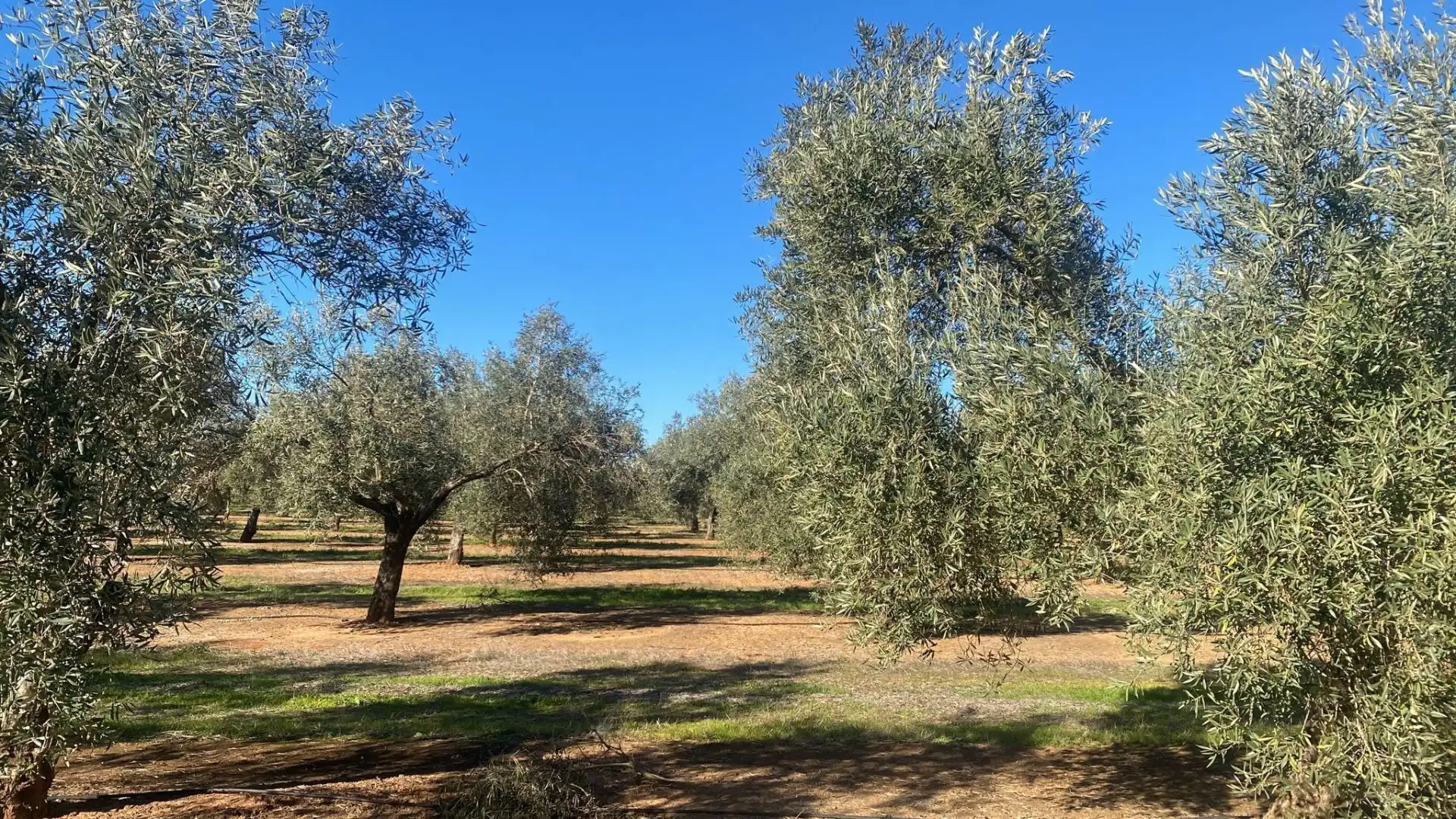 Terreni e lotti in vendita a Jabalquinto, imagen 13