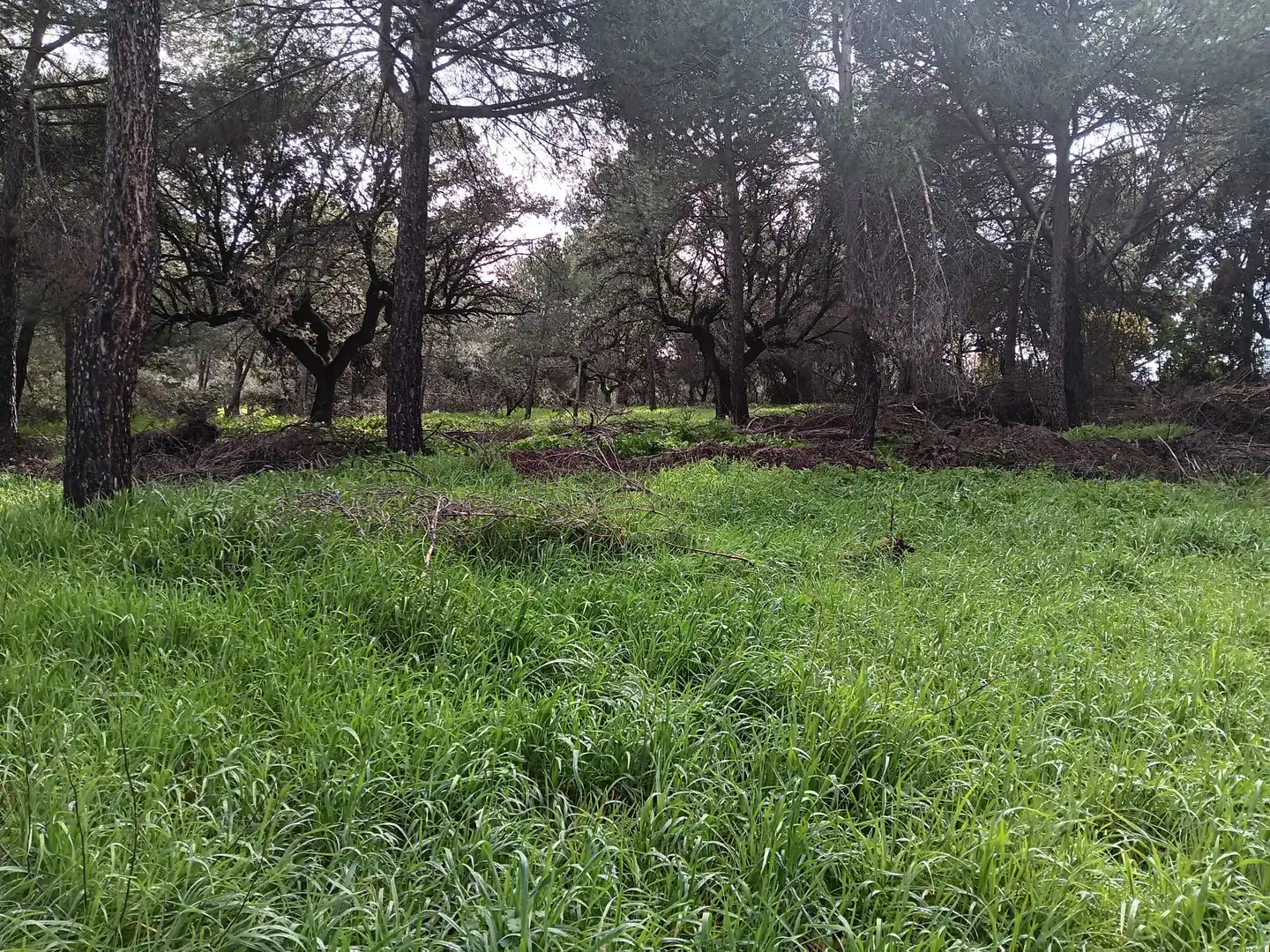 Residencial en venda en Boadilla del Monte
