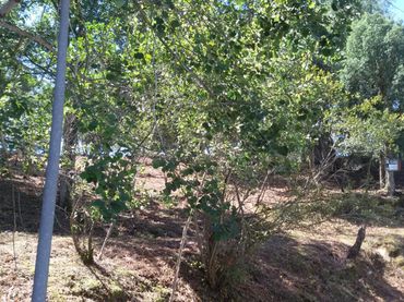 Terreni e lotti in vendita a Terrafortuna - Puig Ventós