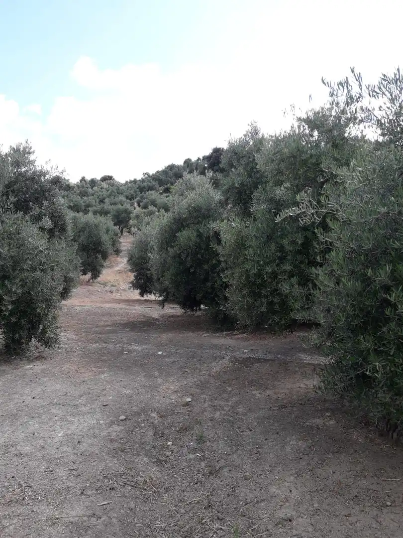 Terrenos y solares en venta en Úbeda, imagen 4