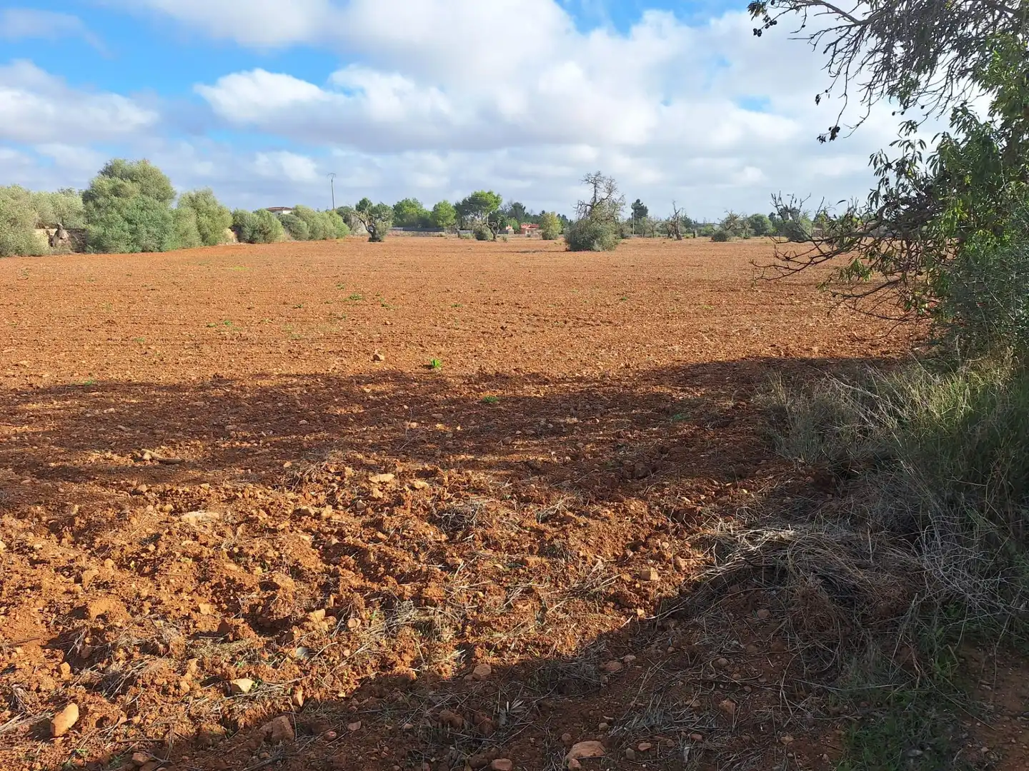 Terreno rustico in vendita a Llucmajor pueblo, imagen 15