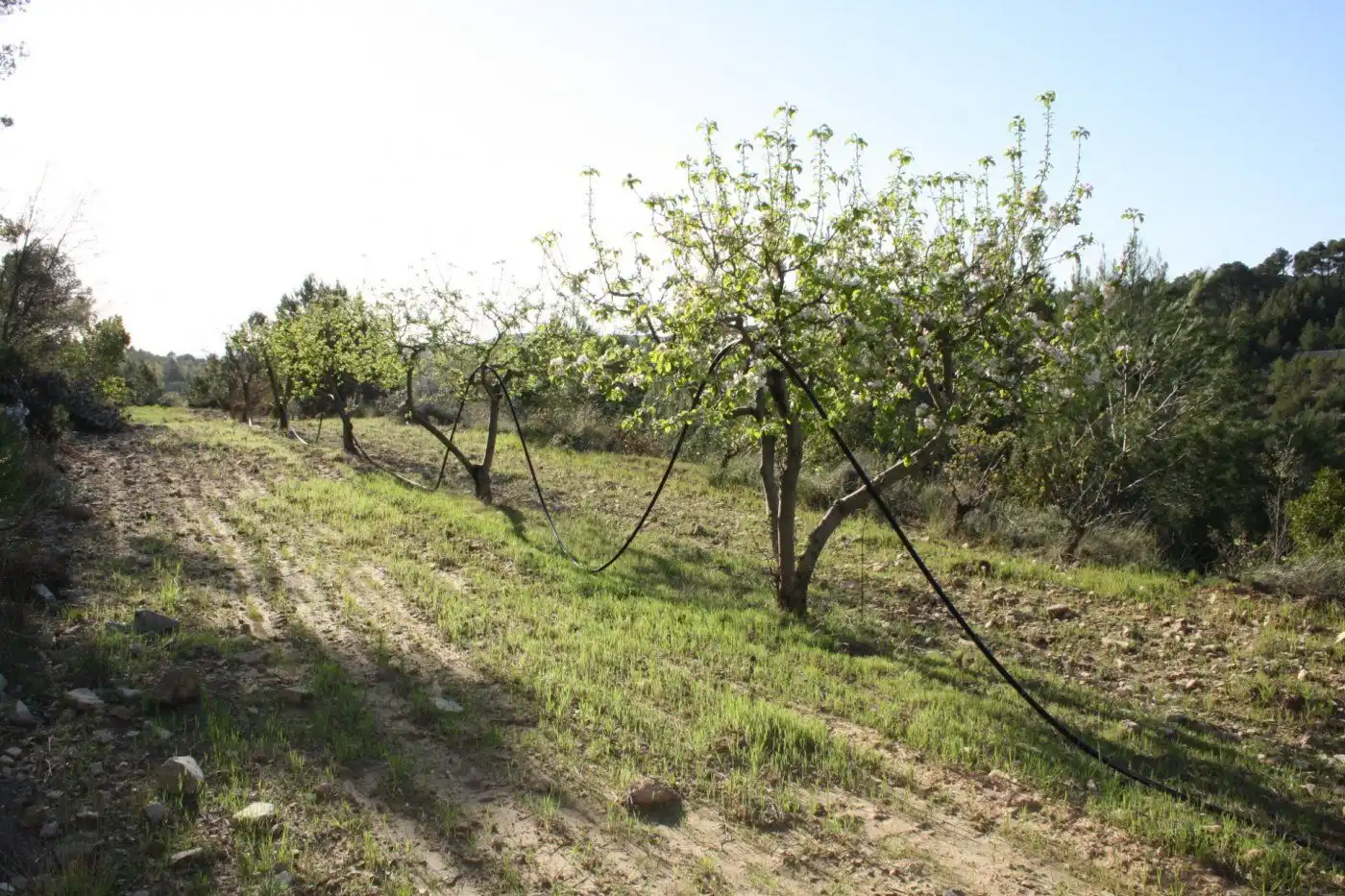 Garten von Country house zum Verkauf in Móra d'Ebre