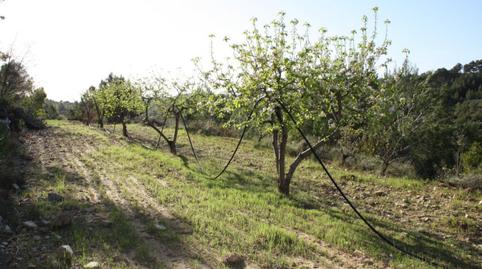 Foto 4 de Finca rústica en venda a Móra d'Ebre, Tarragona