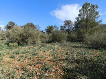 Terreno rustico in vendita a Urb. Punta 1