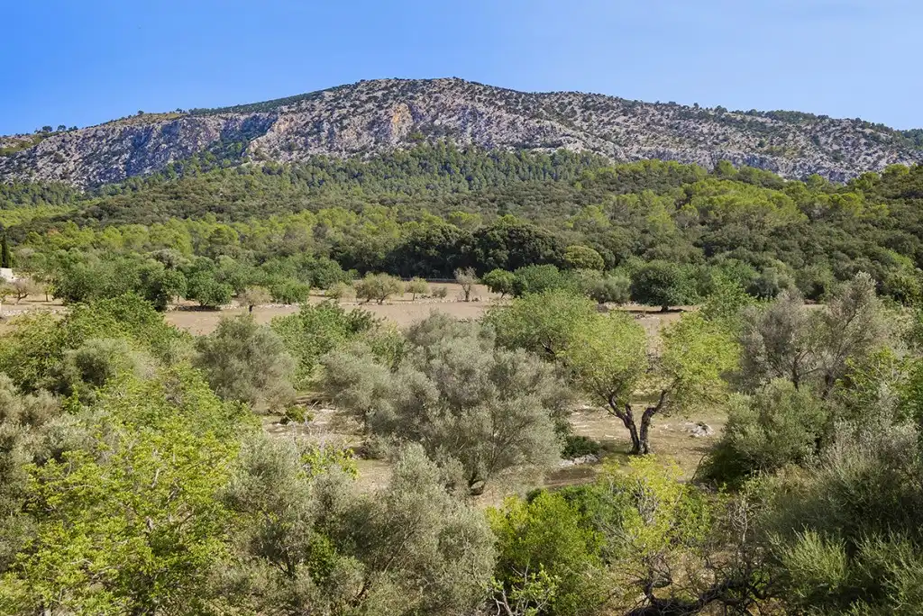 Terreno rustico in vendita a Pollença Poble, imagen 4