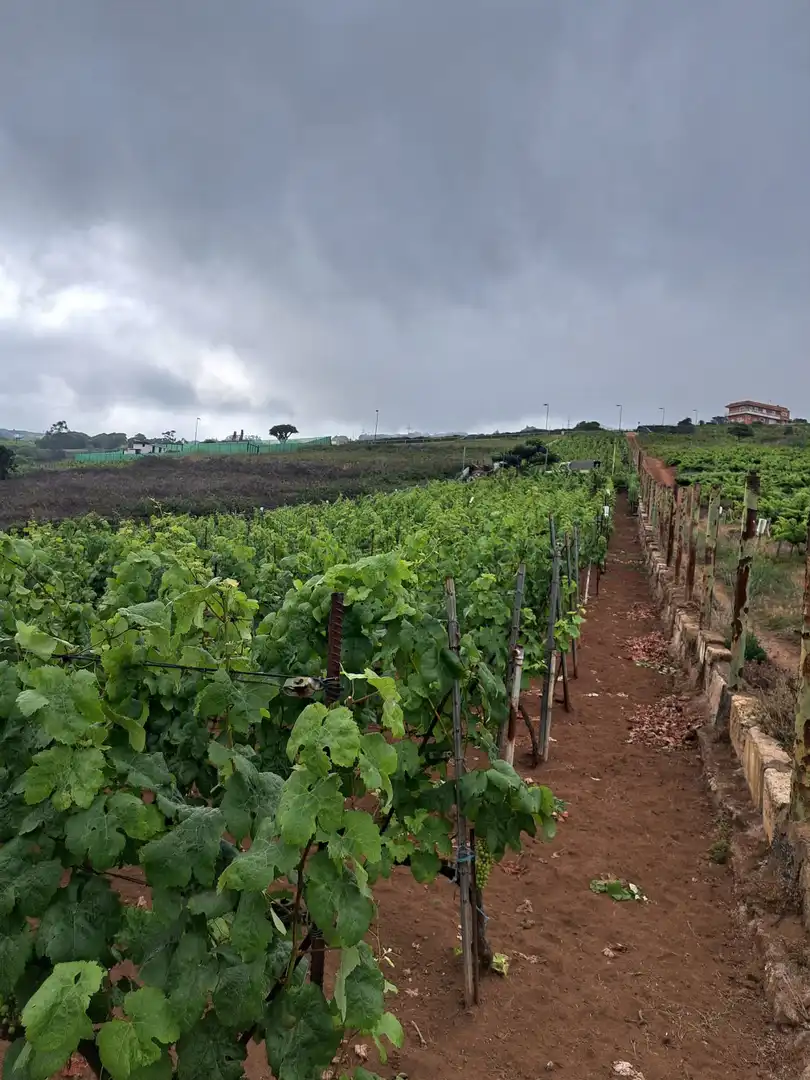 Rural land for sale in El Sauzal, imagen 24