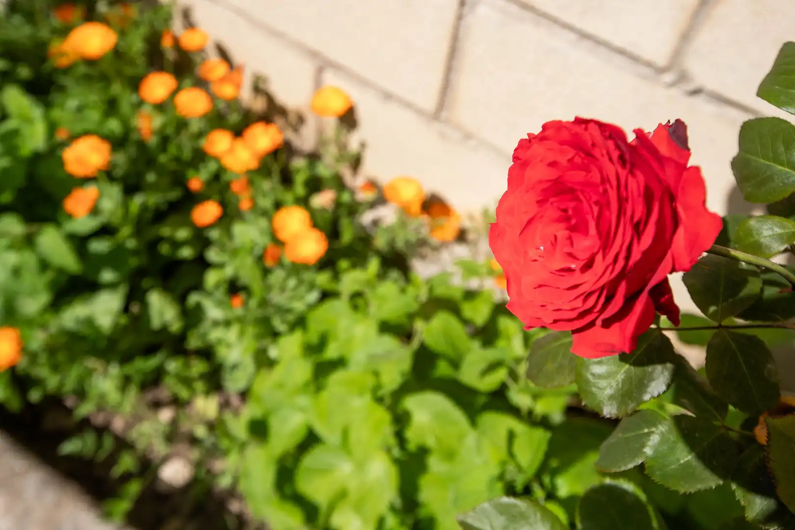 Garden of Detached homes for sale in Mendigorria  with Private garden, Terrace and Furnished