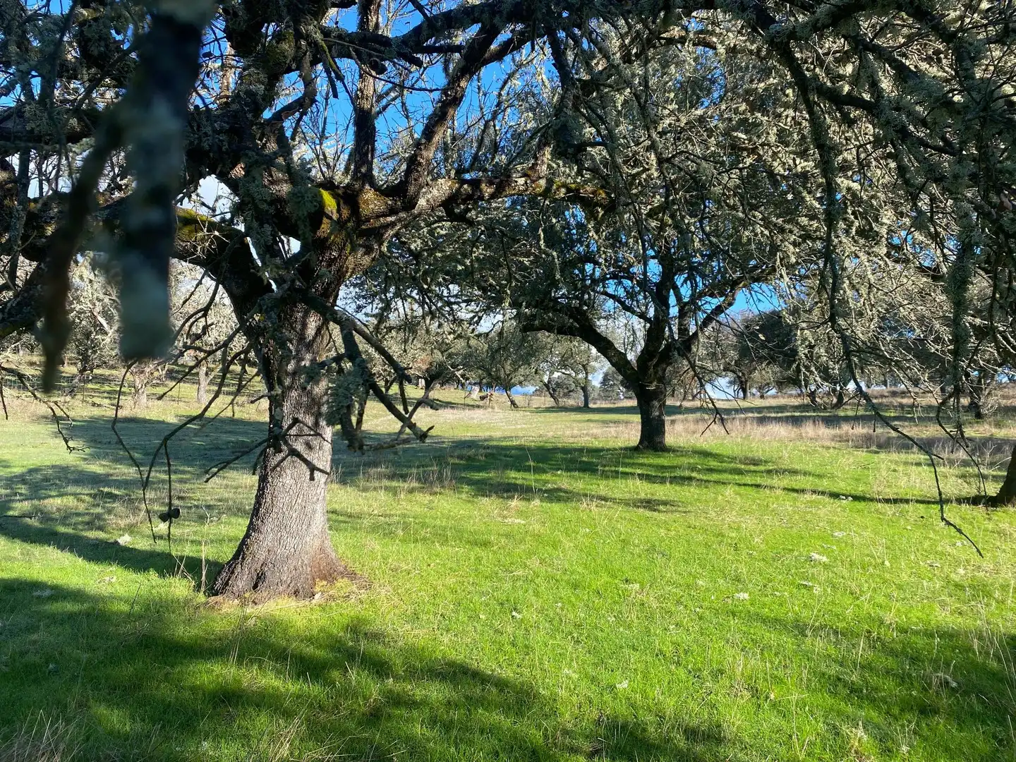 Finca rústica en venta en Buenaventura