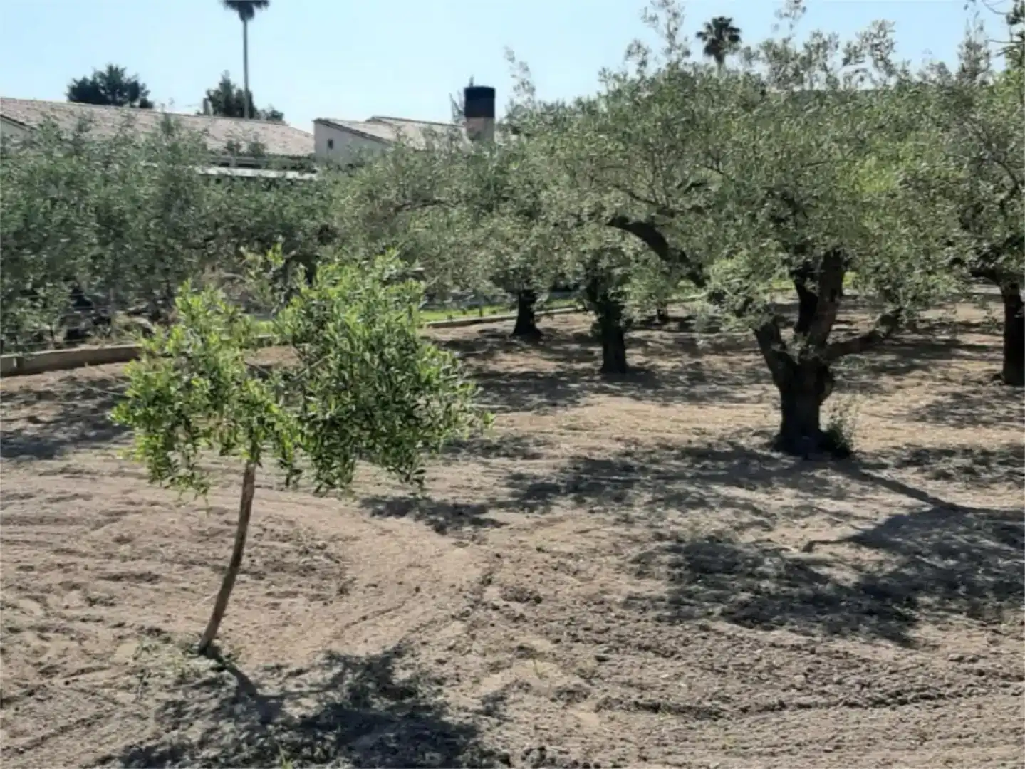 Finca rústica en venta en Ontinyent
