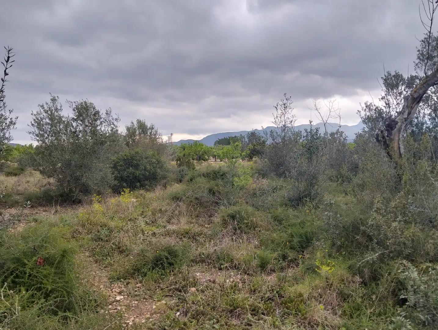 Terrain rustique à vendre à Tivenys, imagen 5