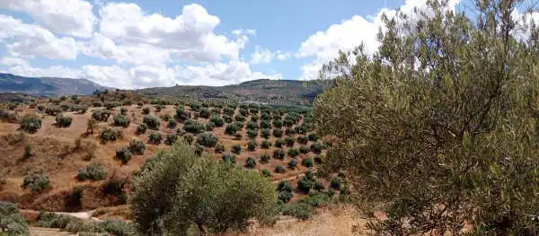 Terreny rústic en venda a Paraje Caicena 2, imagen 3