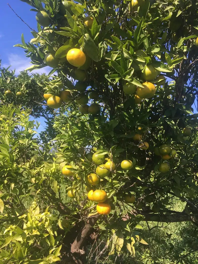 Jardí de Finca rústica en venda en Xerta amb Calefacció