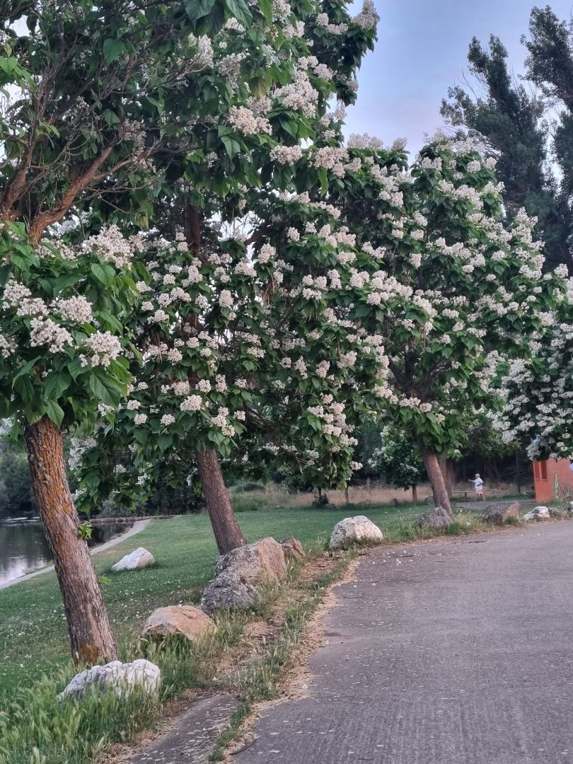 Jardí de Casa o xalet de lloguer en Rionegro del Puente amb Moblat