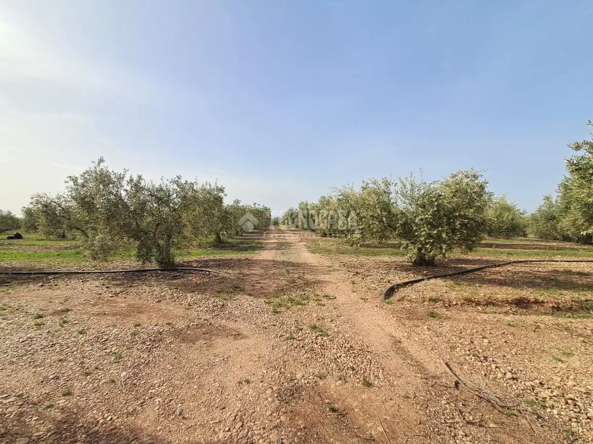 Terreno rustico in vendita a Carmona, imagen 7
