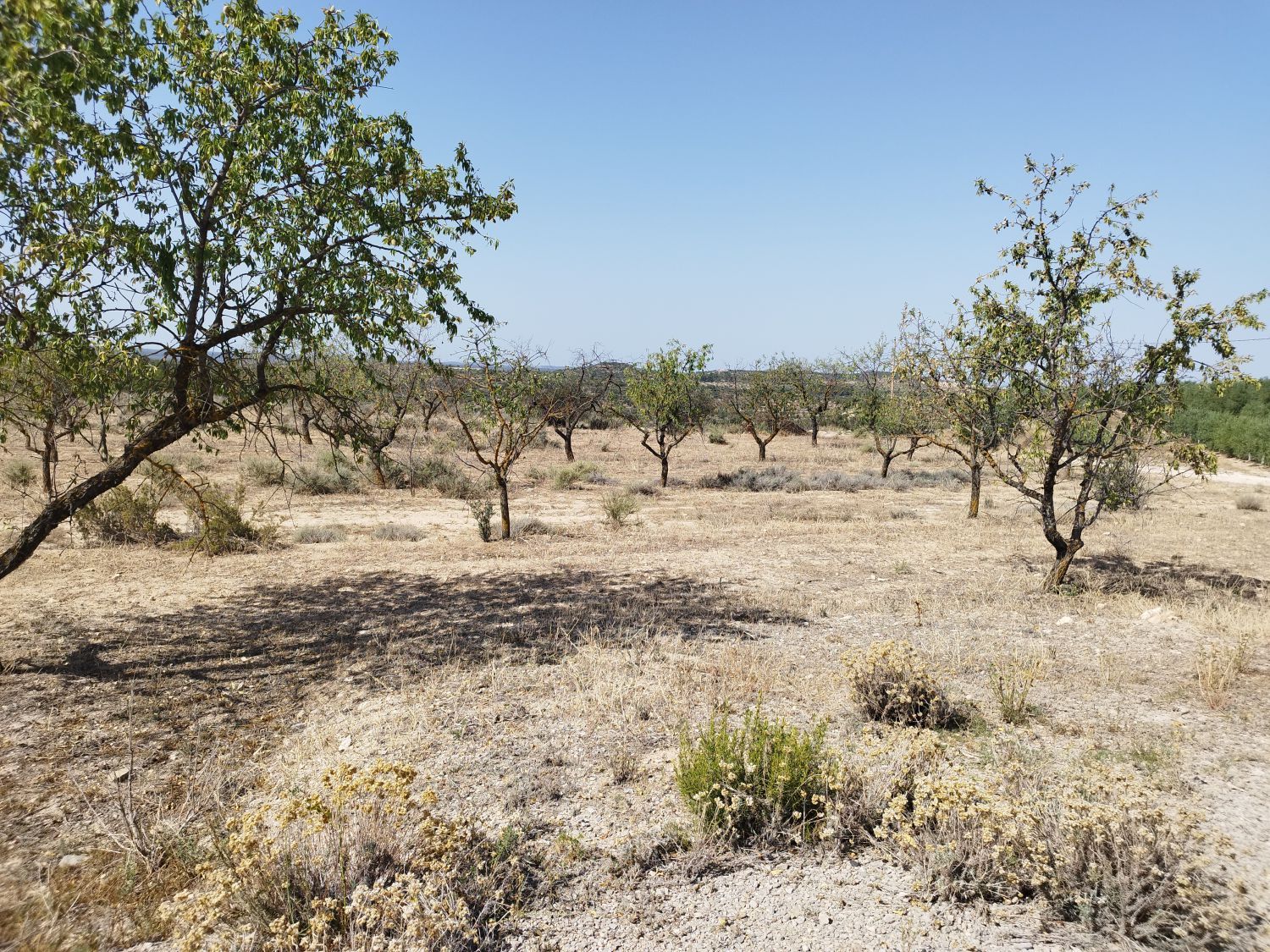 Finca rústica en venta en Castelldans