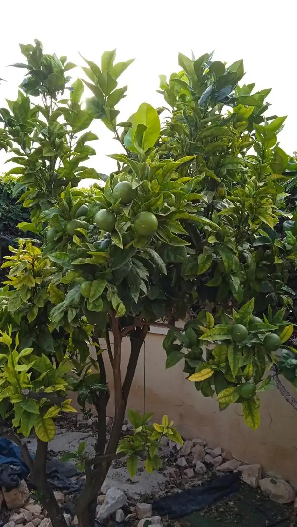 Garden of Houses for sale in Orihuela  with Air Conditioner, Heating and Private garden
