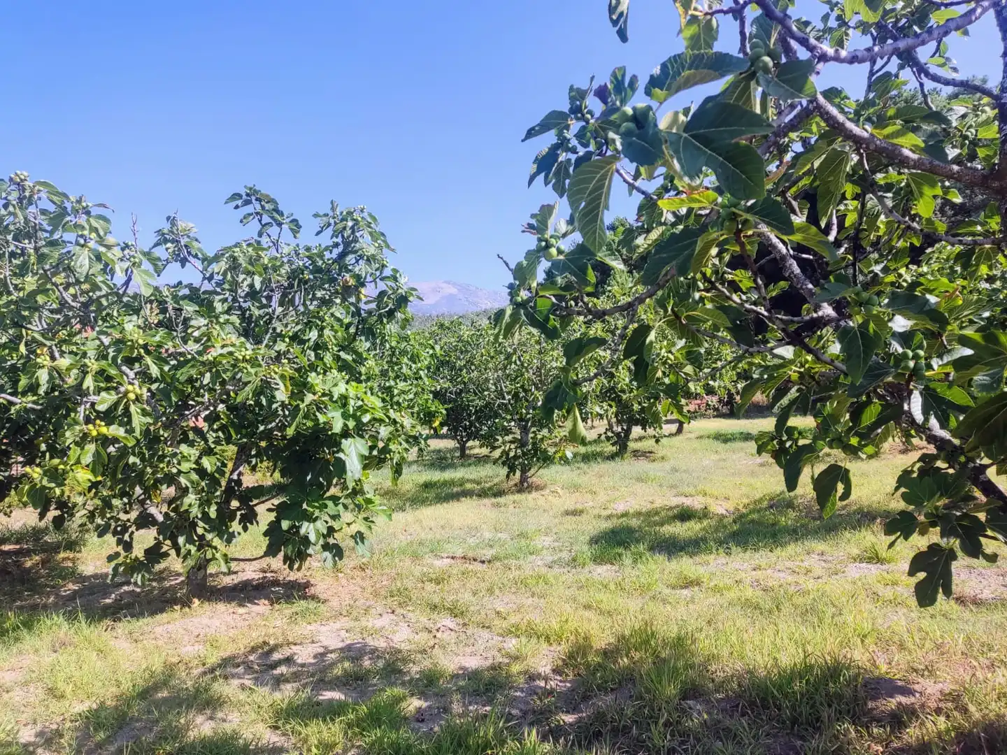 Terreni e lotti in vendita a Jarandilla de la Vera, imagen 5