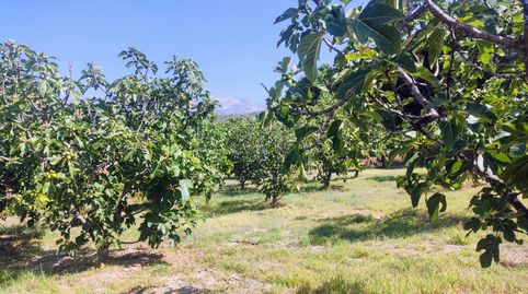 PRECIOSA FINCA EN JARANDILLA, imagen 5