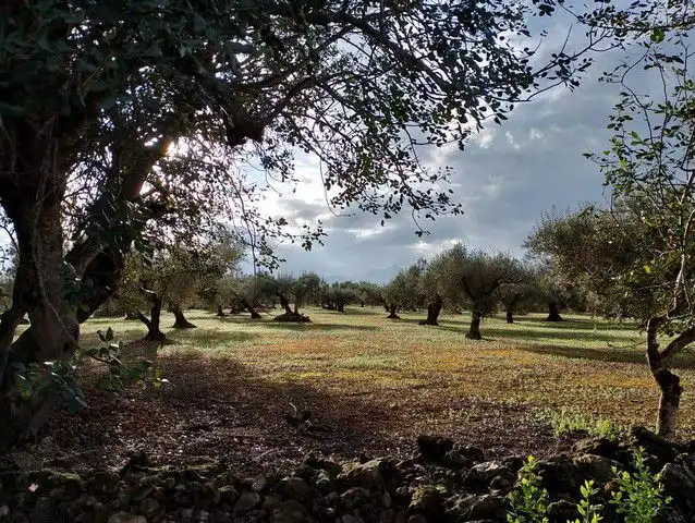 Lands and plots for sale in Roquetes, imagen 10