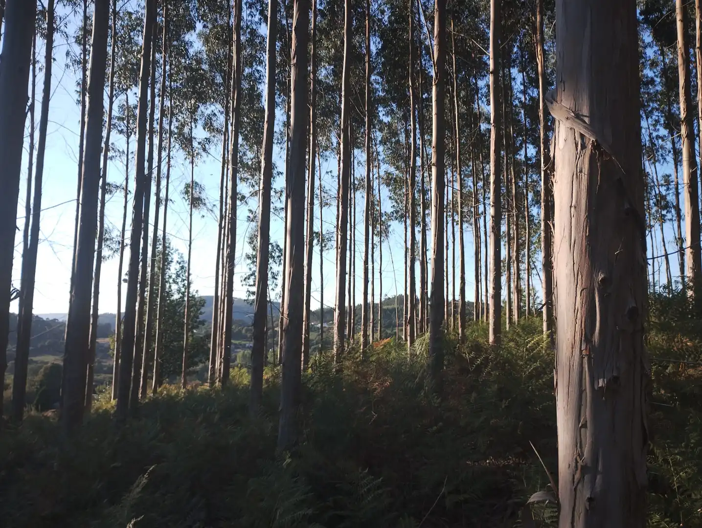 Rural land for sale in Neda, imagen 7