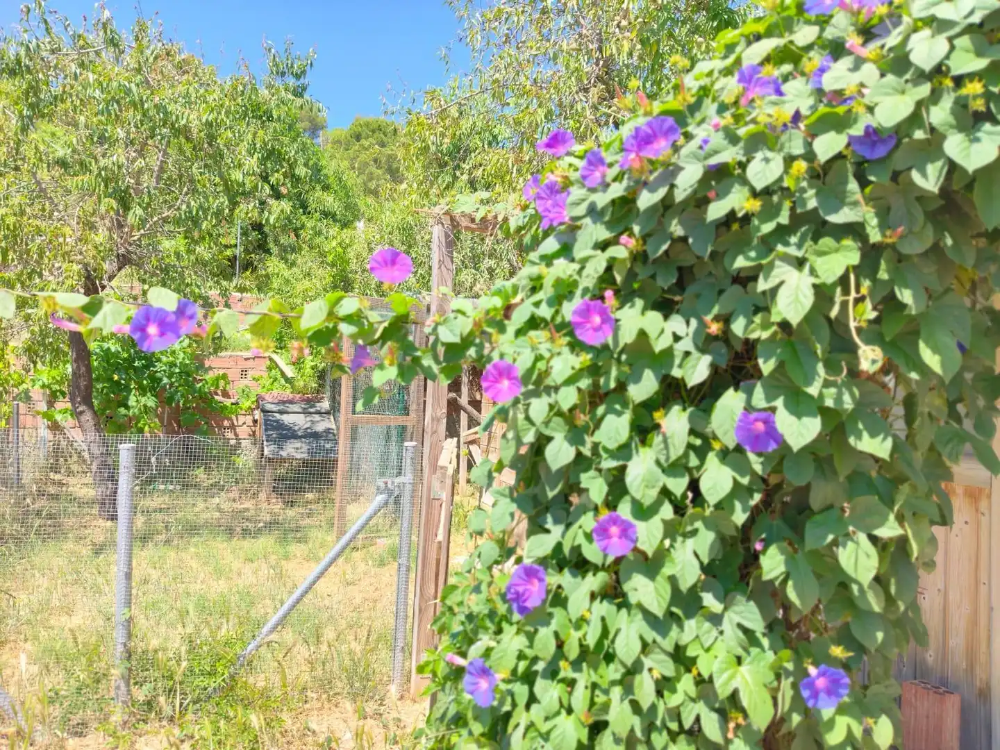 Jardí de Casa o xalet en venda en Olesa de Montserrat amb Calefacció, Terrassa i Alarma