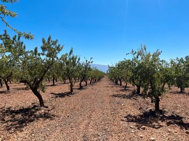 Terreno rustico in vendita a Padul
