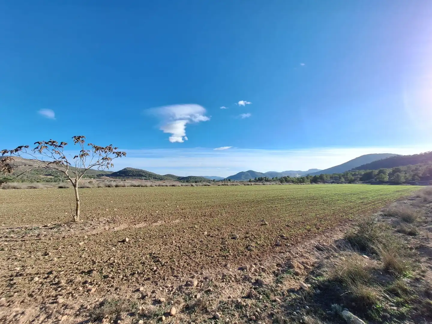 Terreny residencial en venda a Monóvar  / Monòver