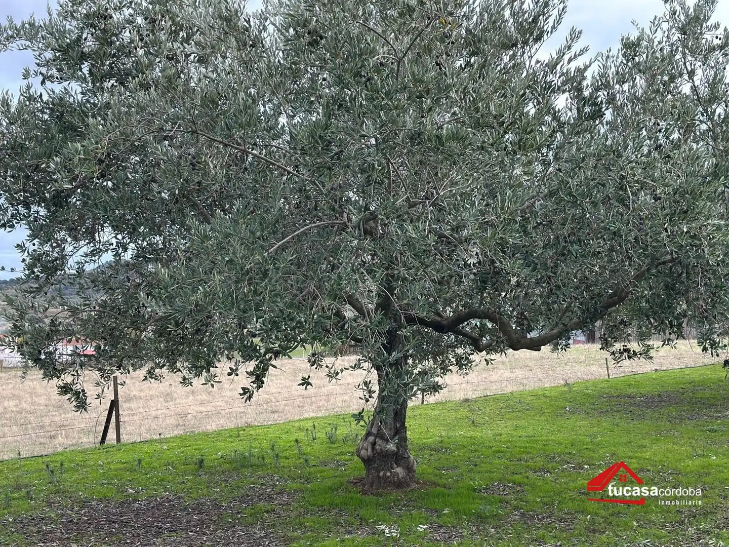 Terreno rustico in vendita a Villanueva del Rey, imagen 29