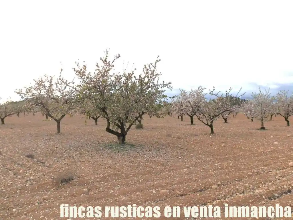 Terreni e lotti in vendita a Tobarra