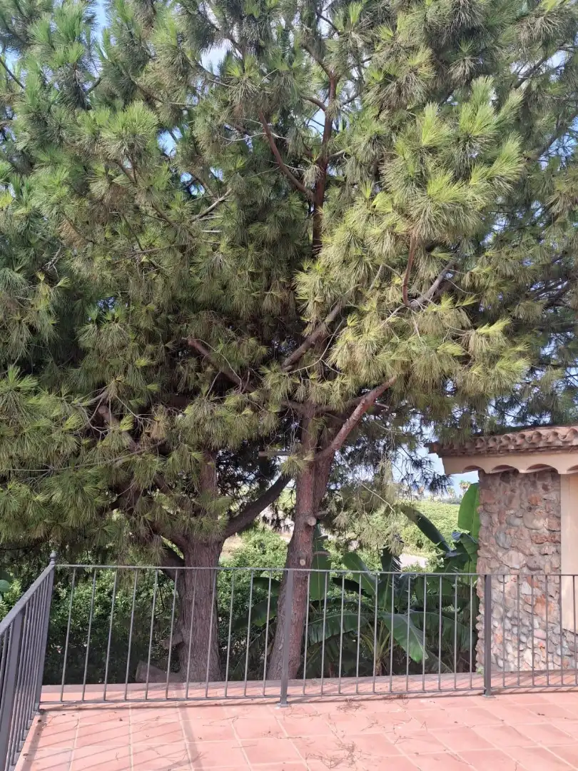 Jardín de Finca rústica en venta en Burriana / Borriana con Jardín privado, Terraza y Alarma