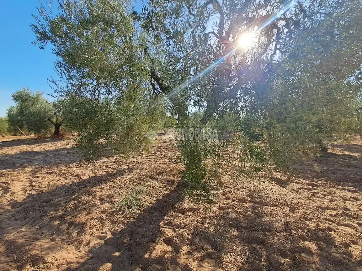 Terreni e lotti in vendita a Pilas, imagen 18