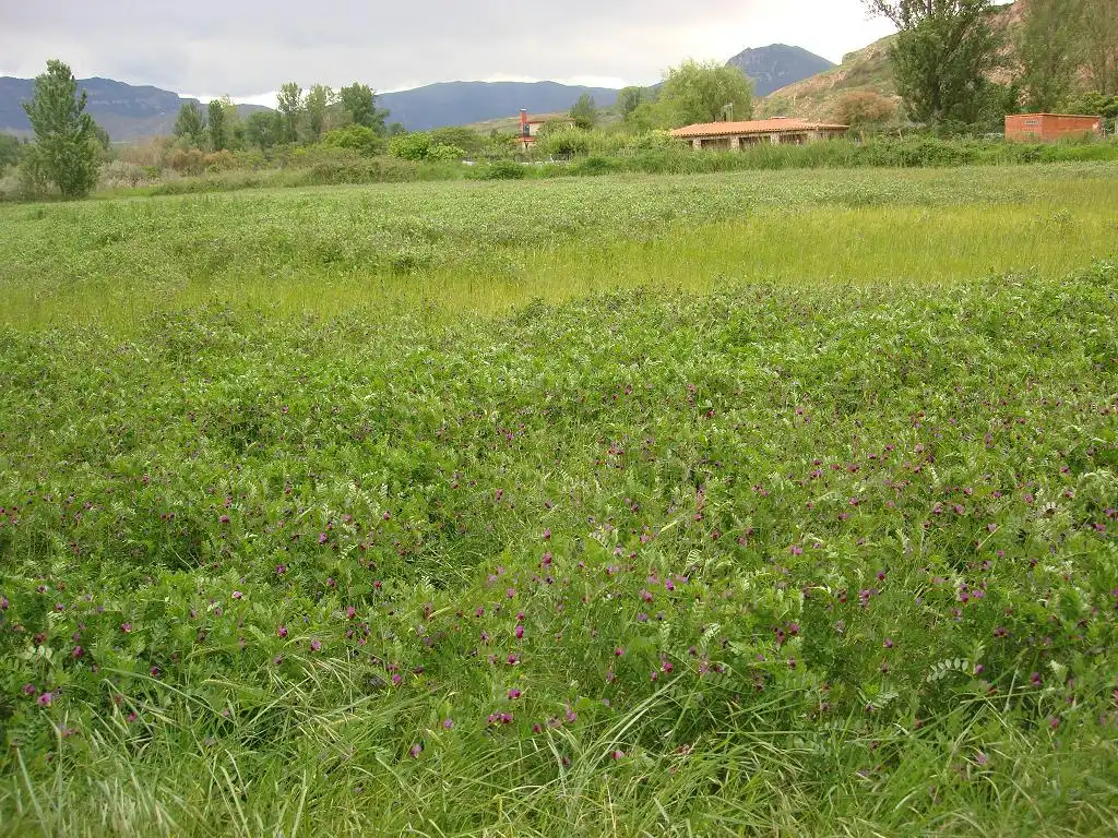 Terreno rústico en venta en Ribafrecha, imagen 5