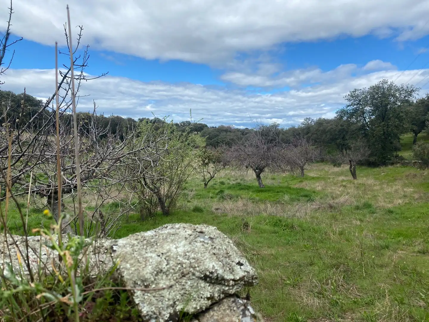 Terreny en venda en Mohedas de la Jara