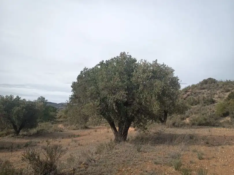 Terreno en venta en Nonaspe