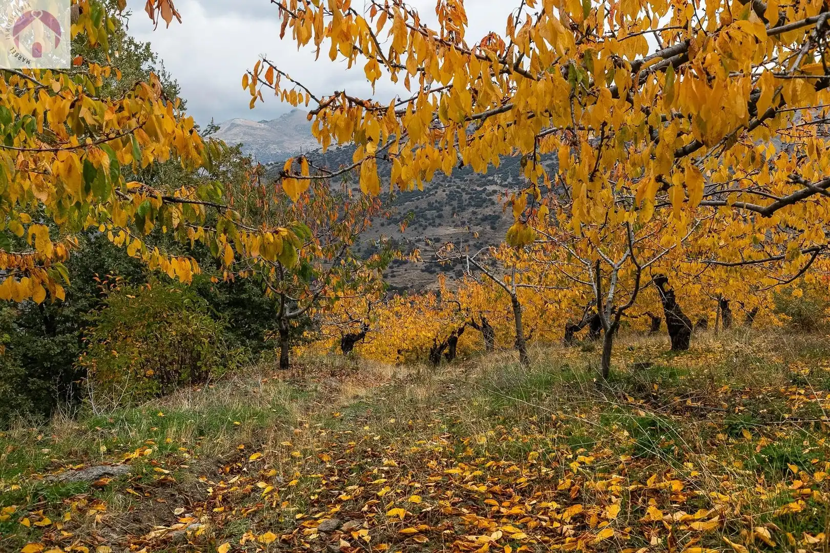 Lands and plots for sale in Güéjar Sierra, imagen 19