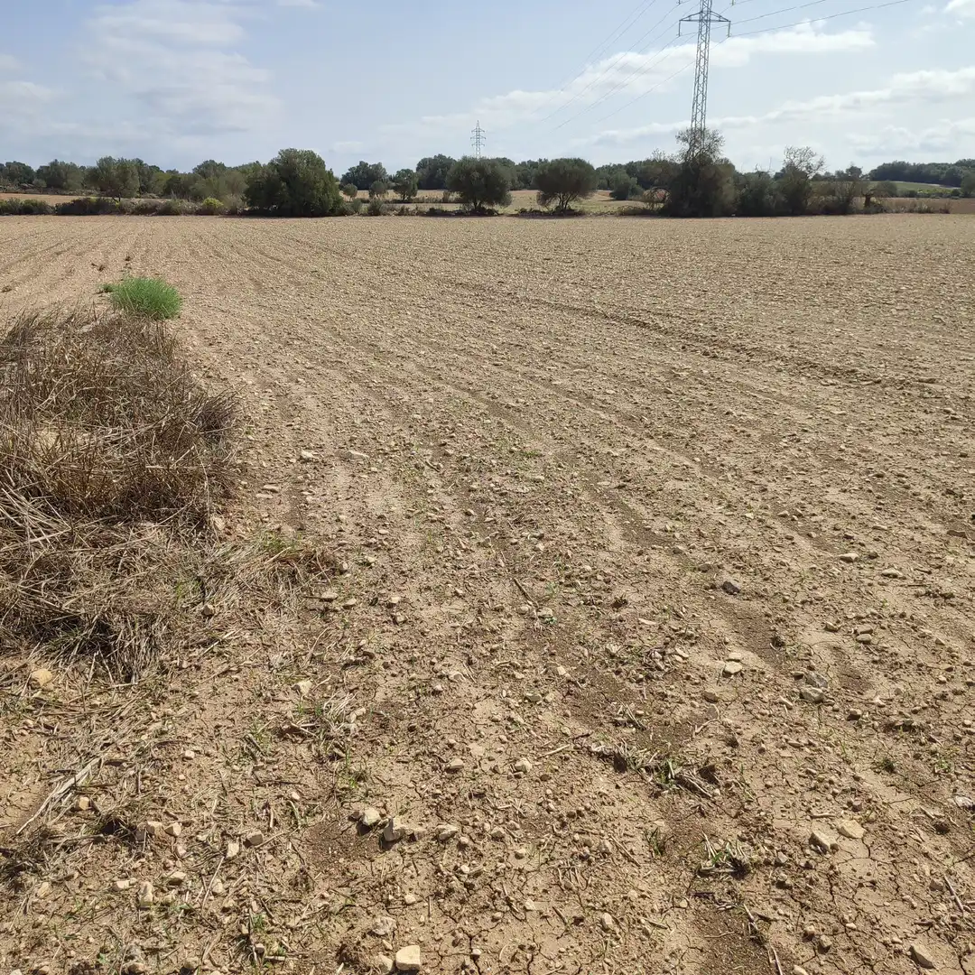 Rural land for sale in Vilafranca de Bonany, imagen 12