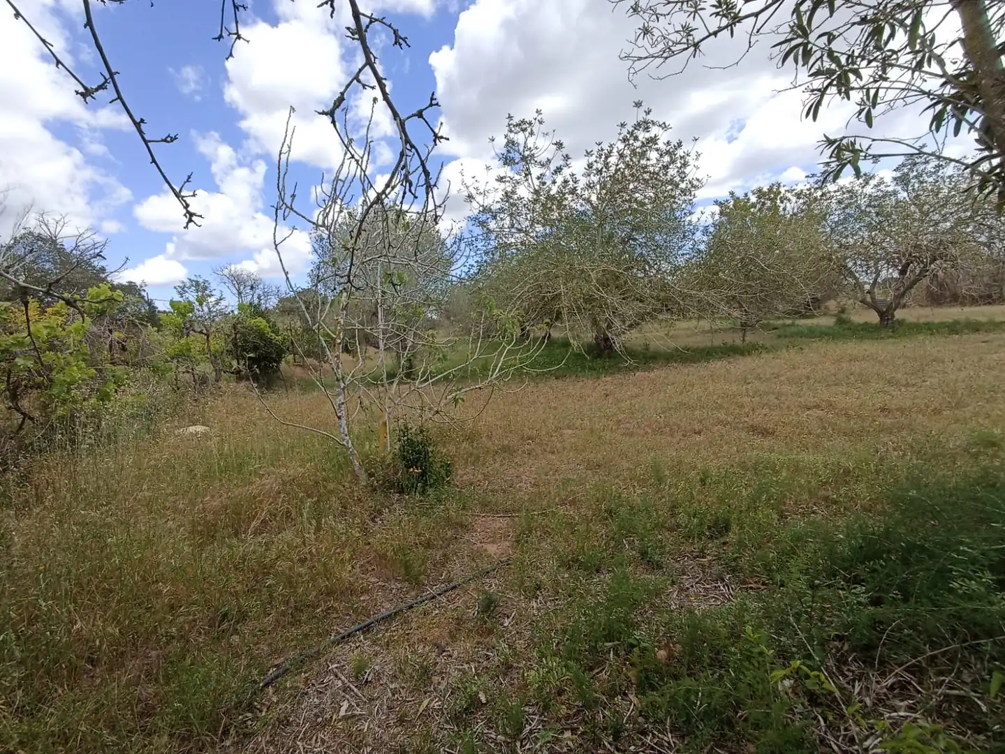 Rural land for sale in Carretera, imagen 11