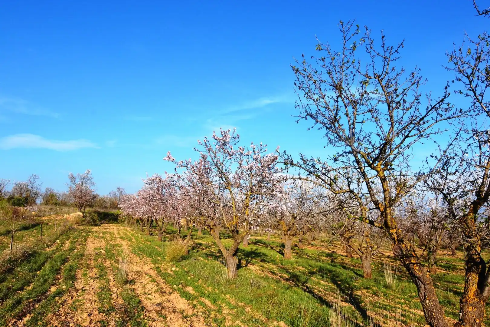 Rural land for sale in Gandesa, imagen 51