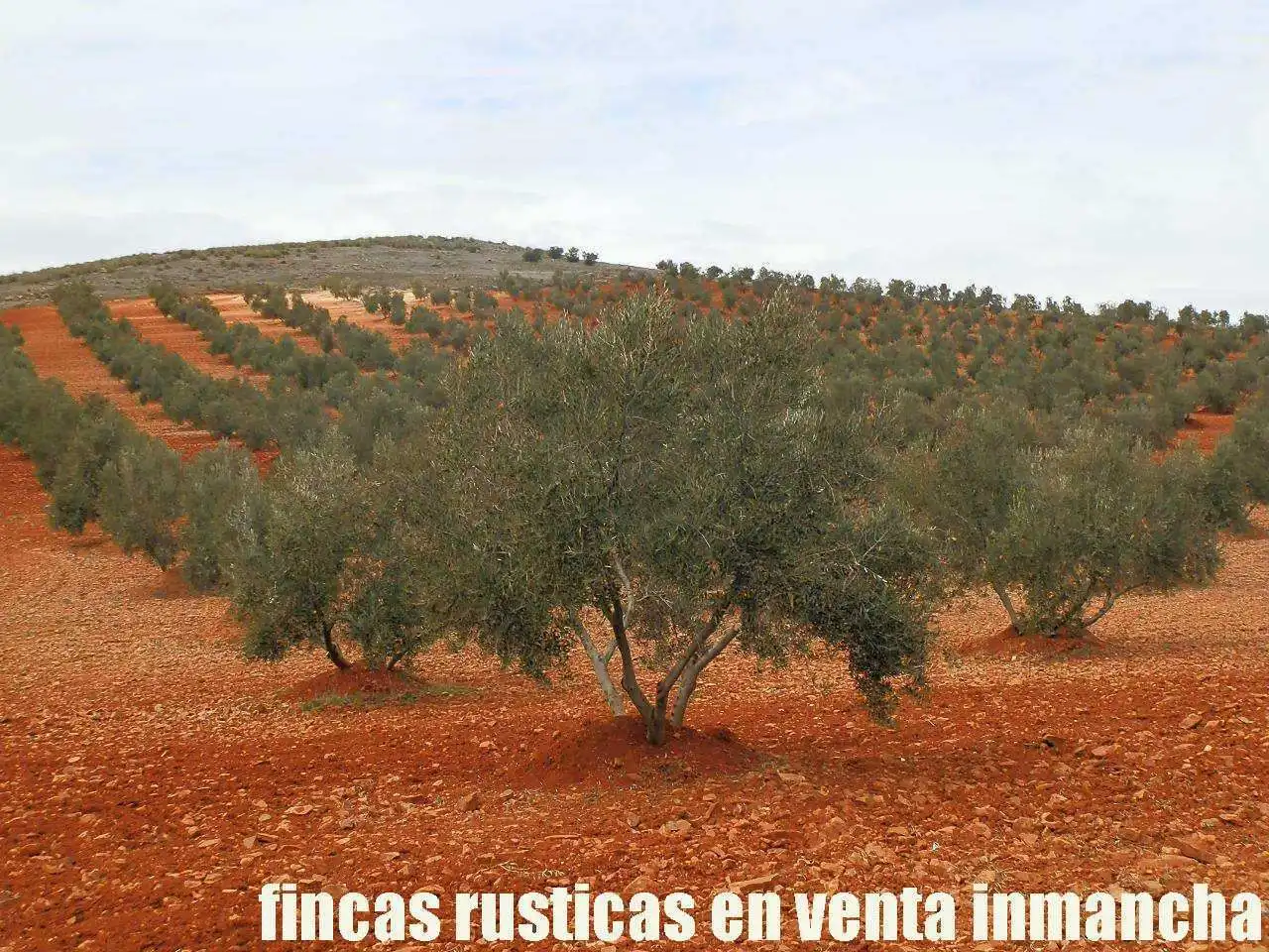 Rural land for sale in Valdepeñas, imagen 3