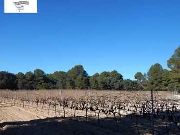 Terrenos y solares en venta en El Pilar