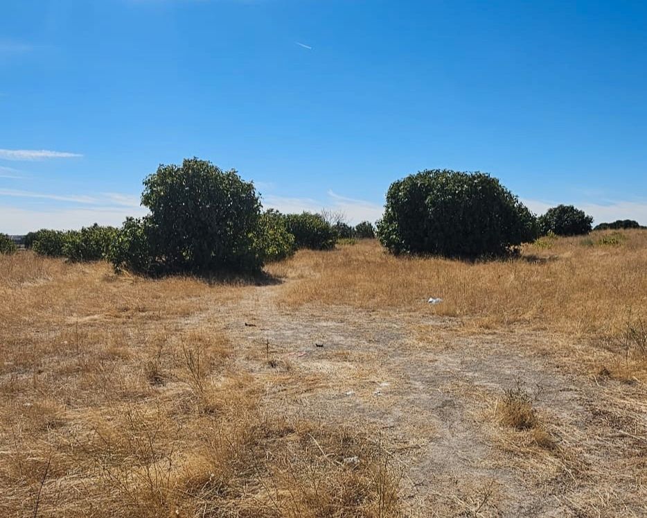 Industrial land for sale in El Álamo