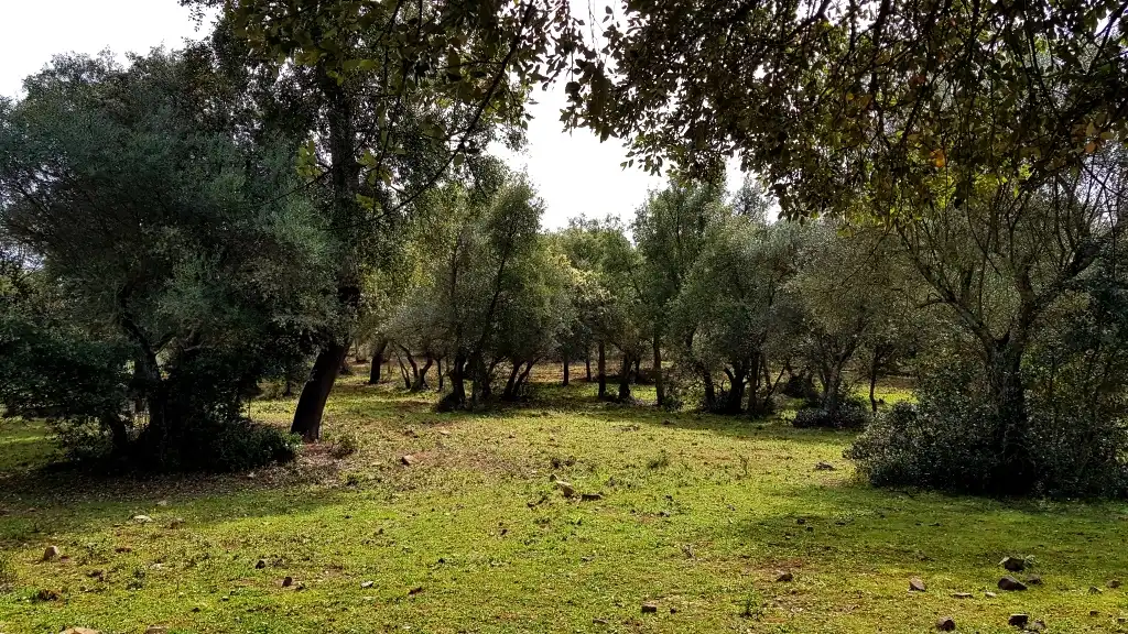 Terrenos y solares en venta en Extramuros Diseminados 5, imagen 54