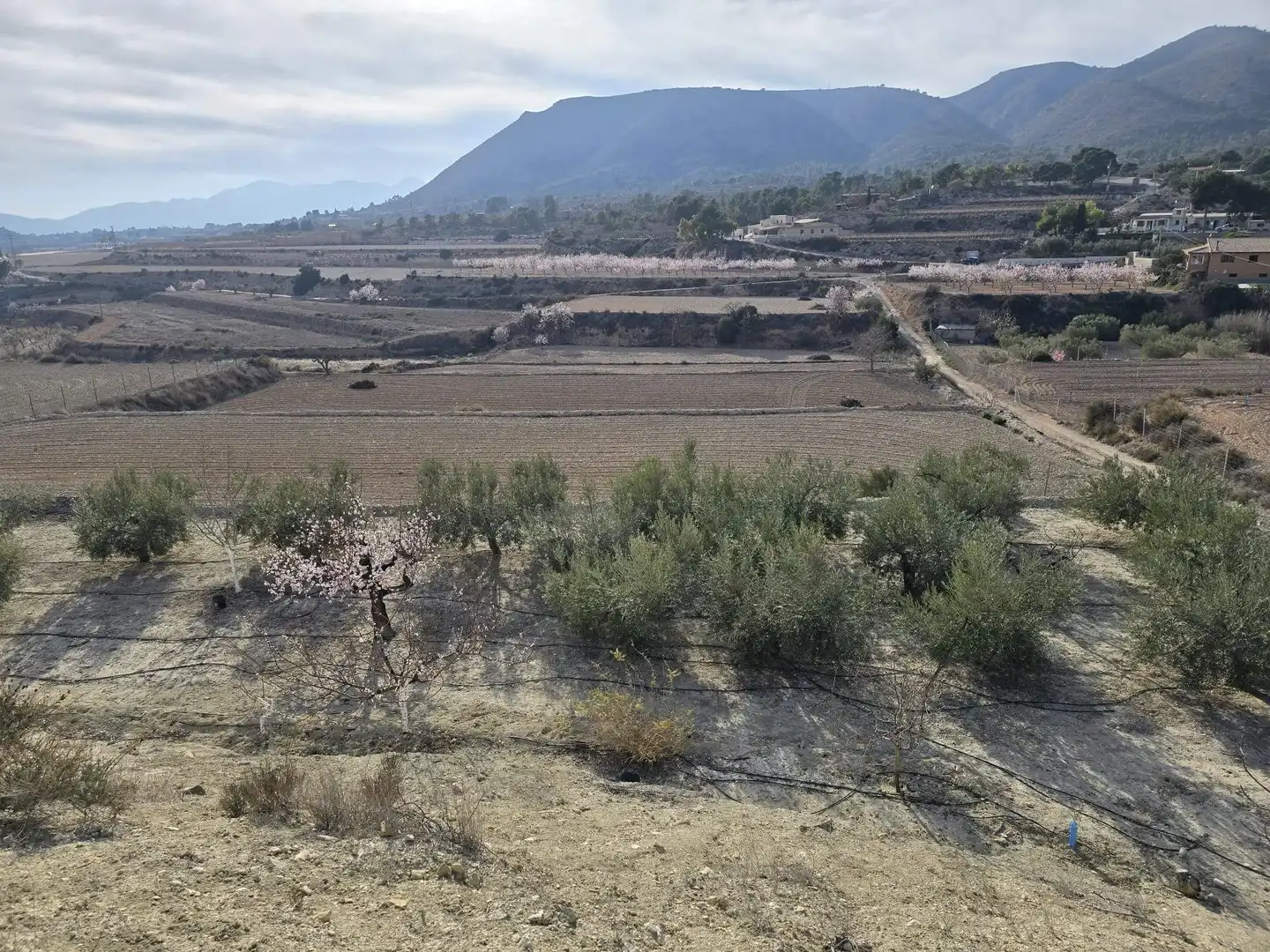 Rural land for sale in Novelda, imagen 3