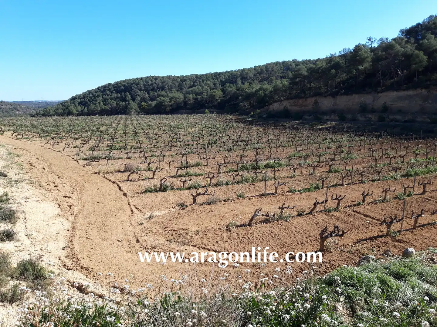 Finca rústica en venta en Nonaspe
