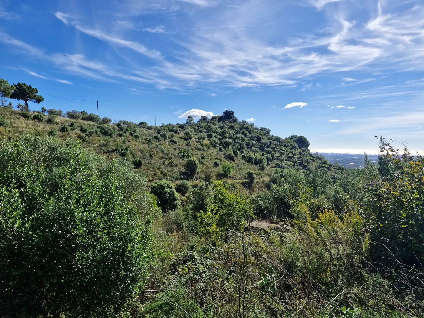 Terreno rústico en venta en La Selva del Camp, imagen 5