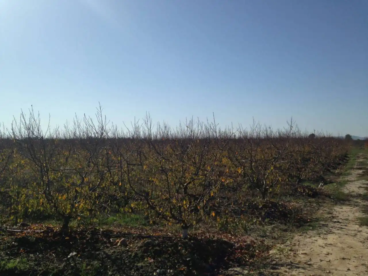 Land for sale in Villar de Rena