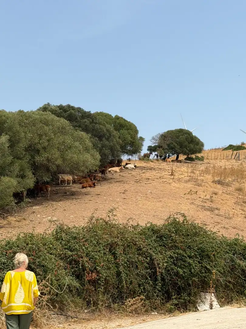 Casa rústica en venta en San Martín del Tesorillo, imagen 31