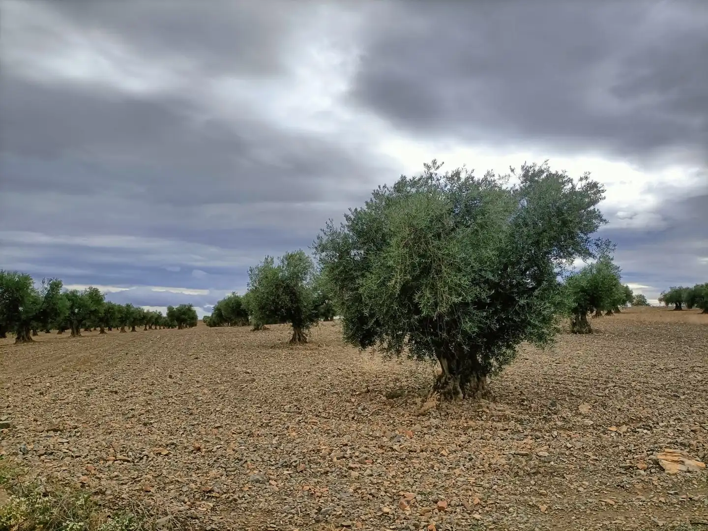 Terreno rustico in vendita a Chueca, imagen 2
