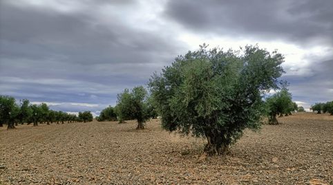 oferta de finca con olivos , immagine 2